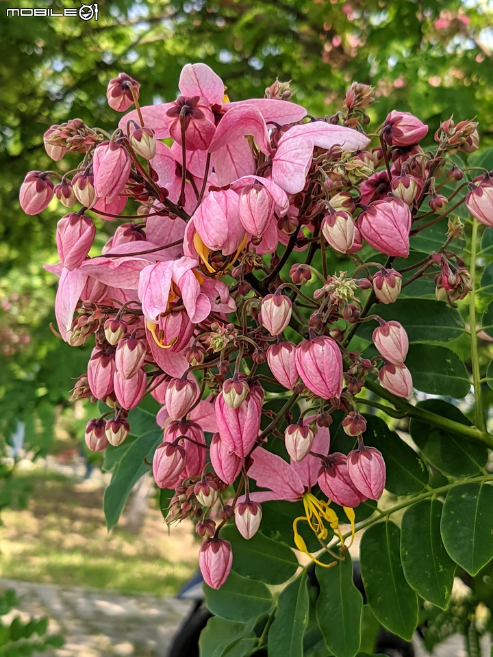 粉紅花旗木 台南市新市區新市生態休閒公園 05/21