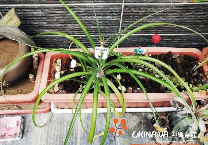 沖繩迷你鳳梨