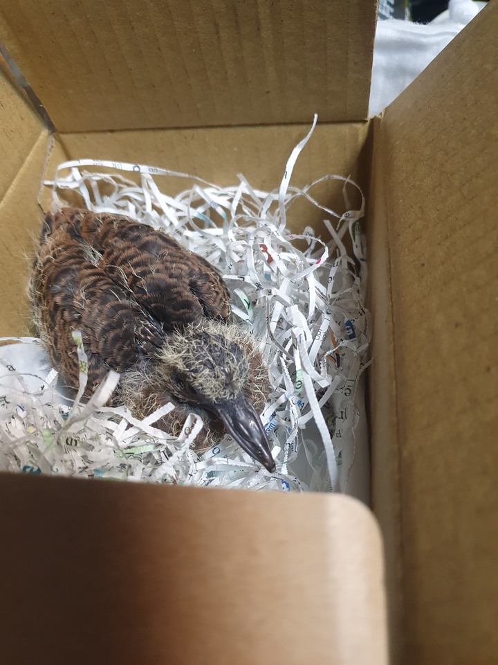 撿到幼鳥 (已送動物醫院)