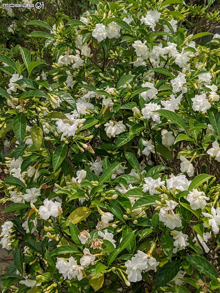 無患子+大花紫薇+山馬茶 台南市西港區曾文溪堤防 05/14
