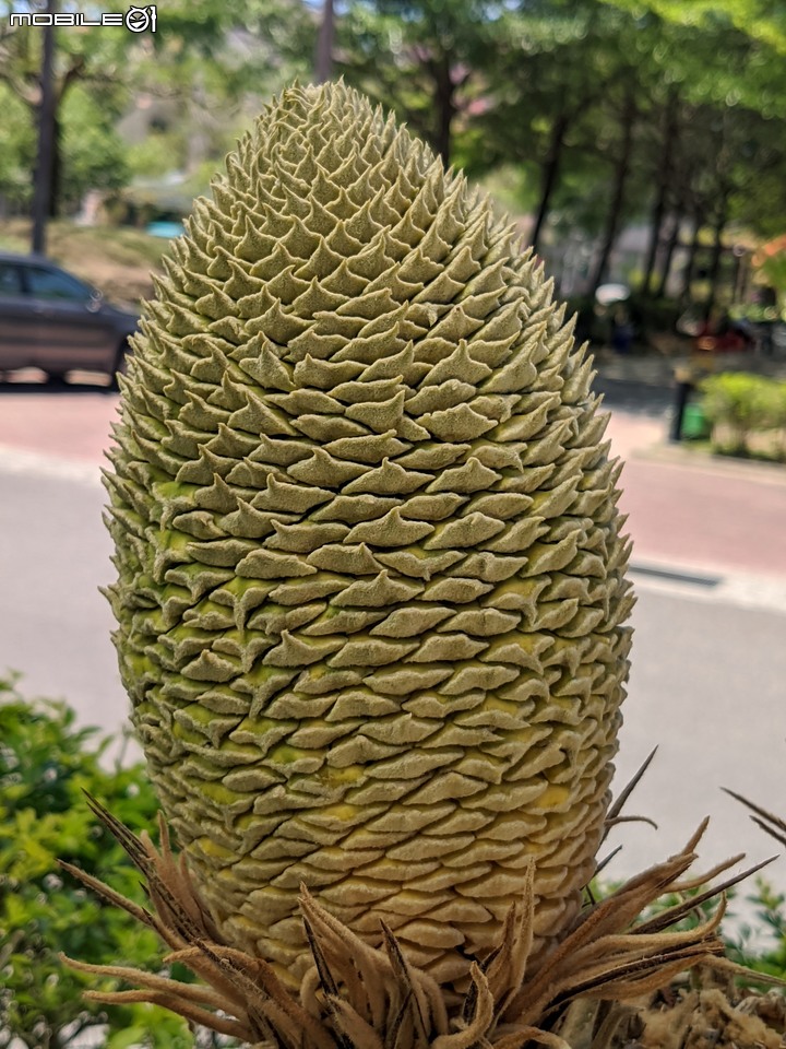 瓜果食農 台南市新化區牧場70號 05/06
