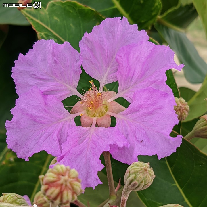 無患子+大花紫薇+山馬茶 台南市西港區曾文溪堤防 05/14