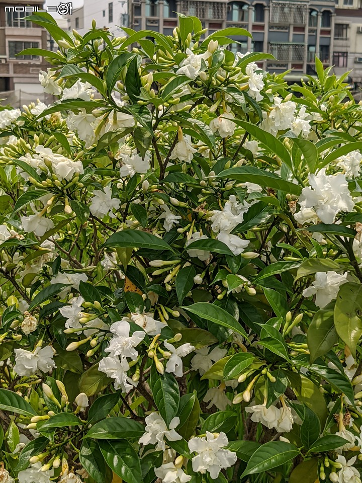 無患子+大花紫薇+山馬茶 台南市西港區曾文溪堤防 05/14