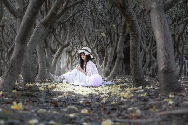 超夢幻龍貓隧道就在彰化!田尾鹿角森林帶你回味兒時幻想