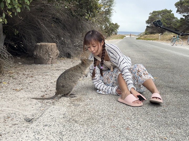 2023西澳遊記|一起自拍吧! 短尾矮袋鼠Quokka in 羅特尼斯島