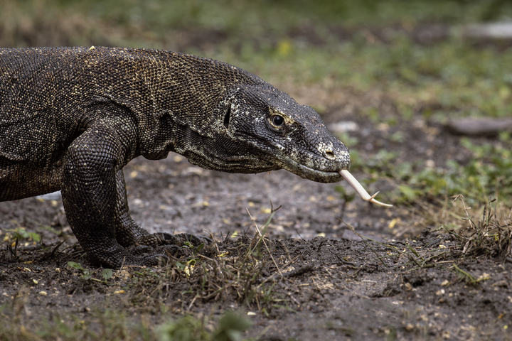 Nikon NIKKOR Z 400mm f/4.5 VR S — Z系統生態自走砲【WICKED RICKY開箱】