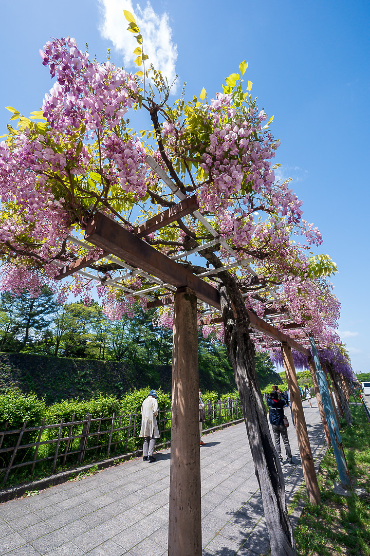 Z6II鏡頭蓋遊名古屋&京都[Z 14-30mm f/4 S]