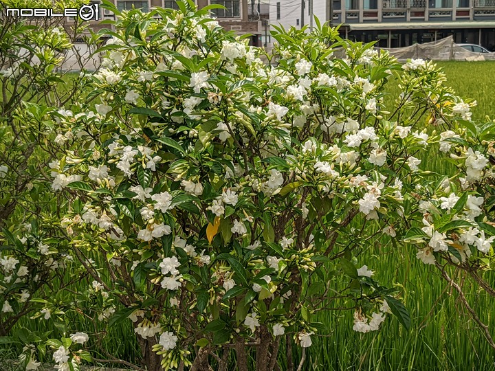 無患子+大花紫薇+山馬茶 台南市西港區曾文溪堤防 05/14