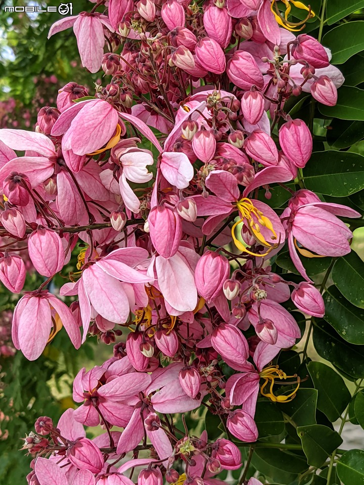 粉紅花旗木 台南市新市區新市生態休閒公園 05/21