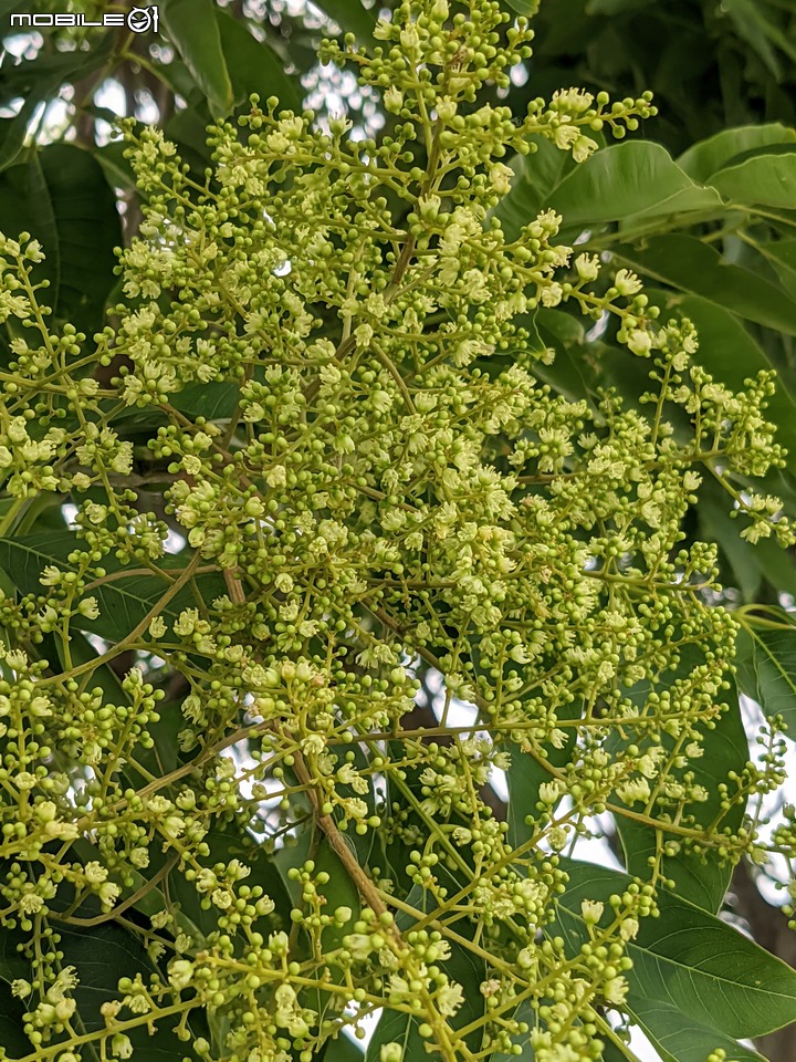 無患子+大花紫薇+山馬茶 台南市西港區曾文溪堤防 05/14