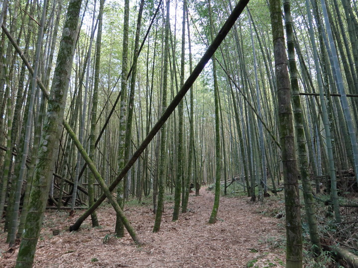 點我看大圖 【水社大山】日月潭最高峰 | 一座挑戰腿力的好山 | 硬到被小百岳除名