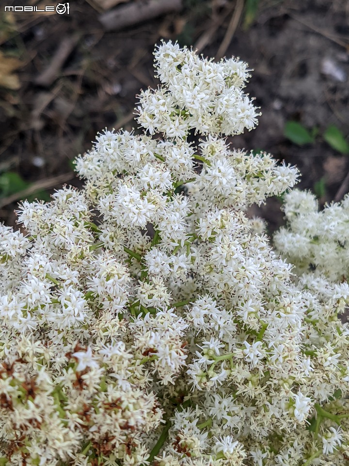 花旗木+蟲屎+厚殼樹 台南市學甲區大灣社區清濟公園 04/30