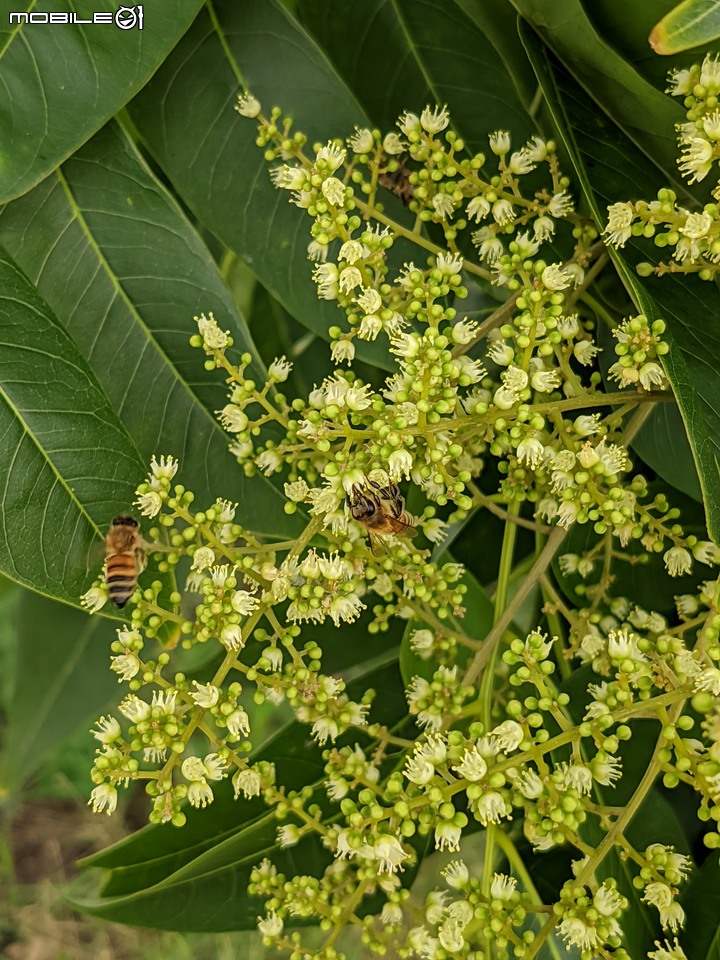 無患子+大花紫薇+山馬茶 台南市西港區曾文溪堤防 05/14