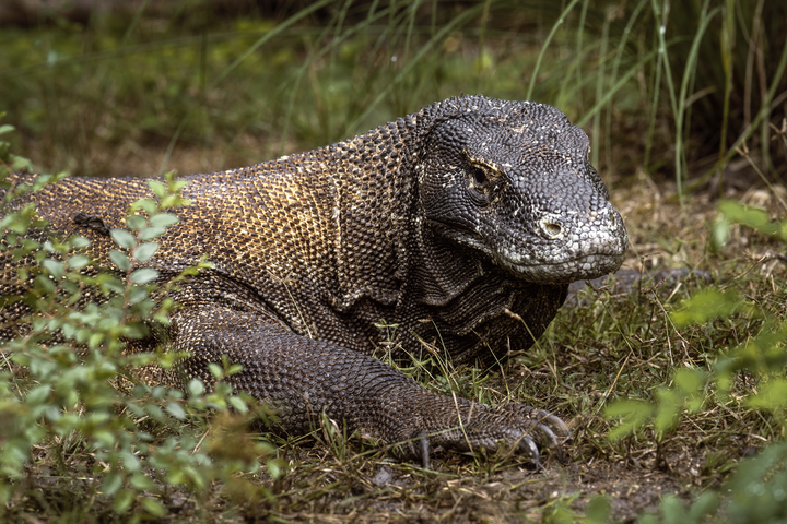 Nikon NIKKOR Z 400mm f/4.5 VR S — Z系統生態自走砲【WICKED RICKY開箱】