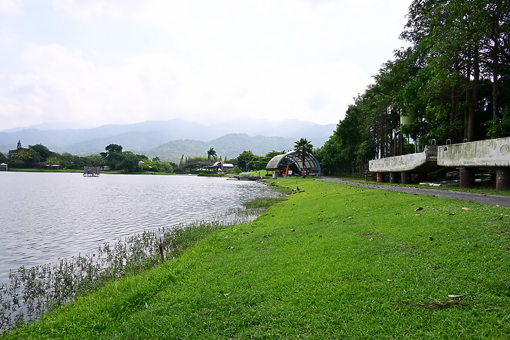 點我看大圖 Z8高規格拍燕鴴熱當,建議降低錄影格式。加映旅遊鏡新埤水農場,兩條綠色隧道,及蒼眉蝗鶯和北蝗鶯。