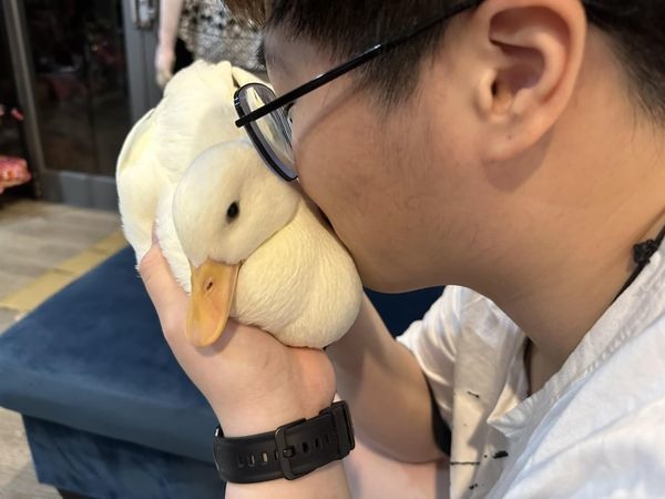 柯爾鴨散步路過烤雞店老闆壞笑抱「親戚」嚇壞牠：鴨力山大