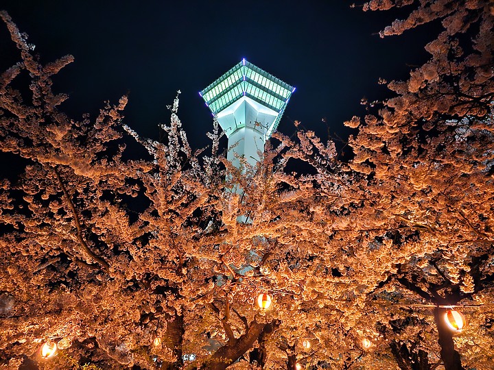 帶著 S23 Ultra 北海道賞櫻
