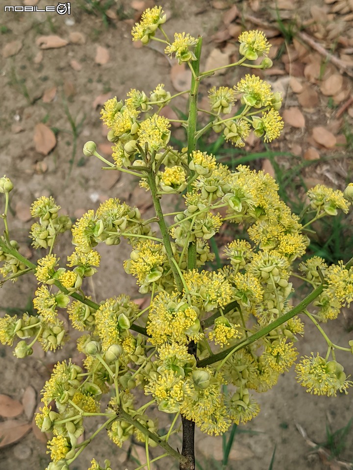潺槁樹+羅望子 台南市安平區湖濱水鳥公園 05/20