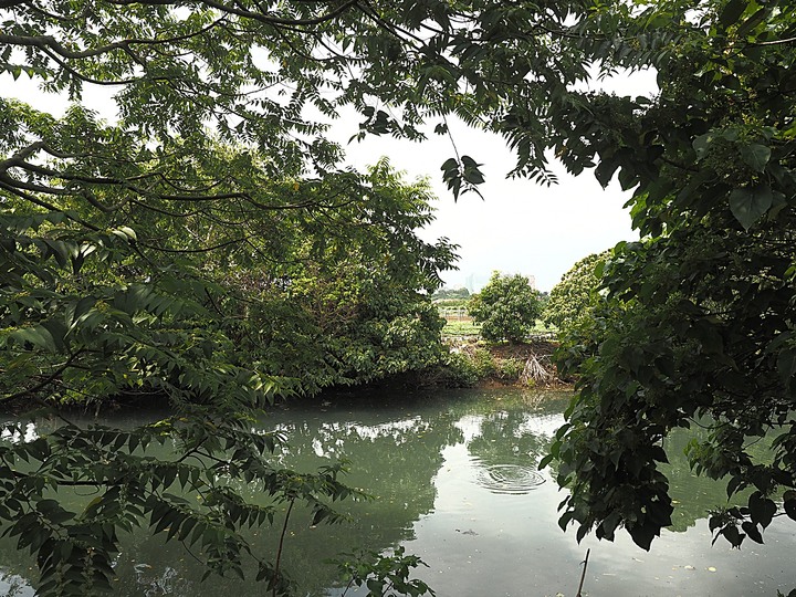 北投 中心新村與舊雙溪河步道 — 全臺唯一溫泉軍醫系統眷村，附掛市區內大片青翠稻田