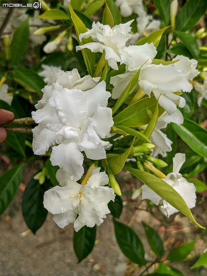 無患子+大花紫薇+山馬茶 台南市西港區曾文溪堤防 05/14