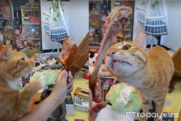 半夜偷吃雞腿！餘光驚見「藍色幽靈貓」牠臭臉凝視：為啥沒揪？