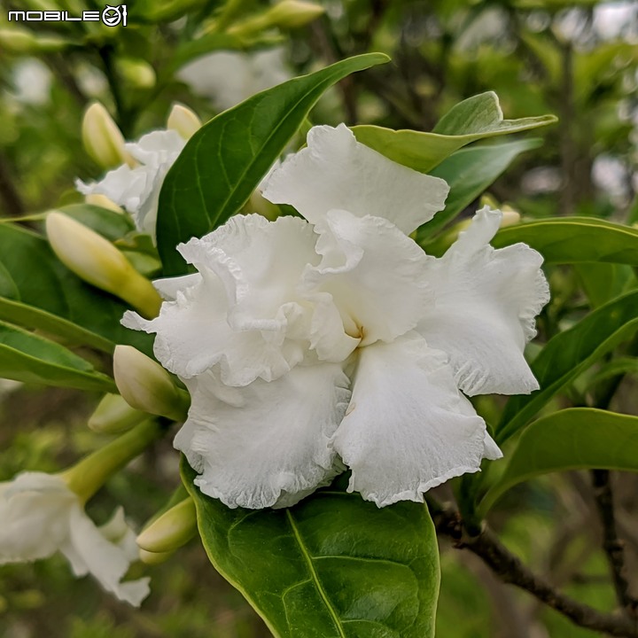 無患子+大花紫薇+山馬茶 台南市西港區曾文溪堤防 05/14