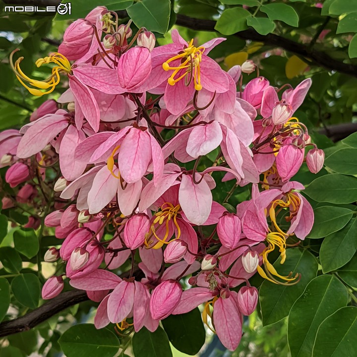 粉紅花旗木 台南市新市區新市生態休閒公園 05/21