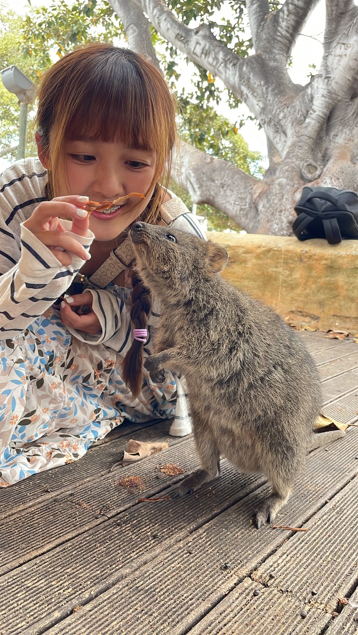 2023西澳遊記|一起自拍吧! 短尾矮袋鼠Quokka in 羅特尼斯島
