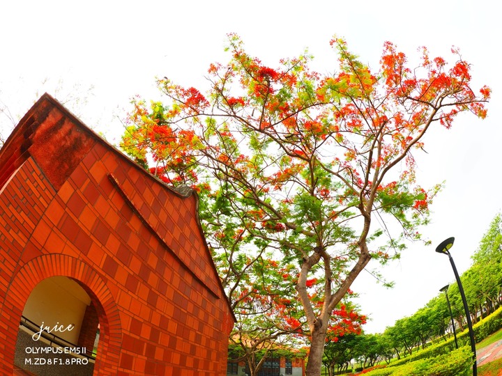 M.ZD 8 FISHEYE F1.8 PRO