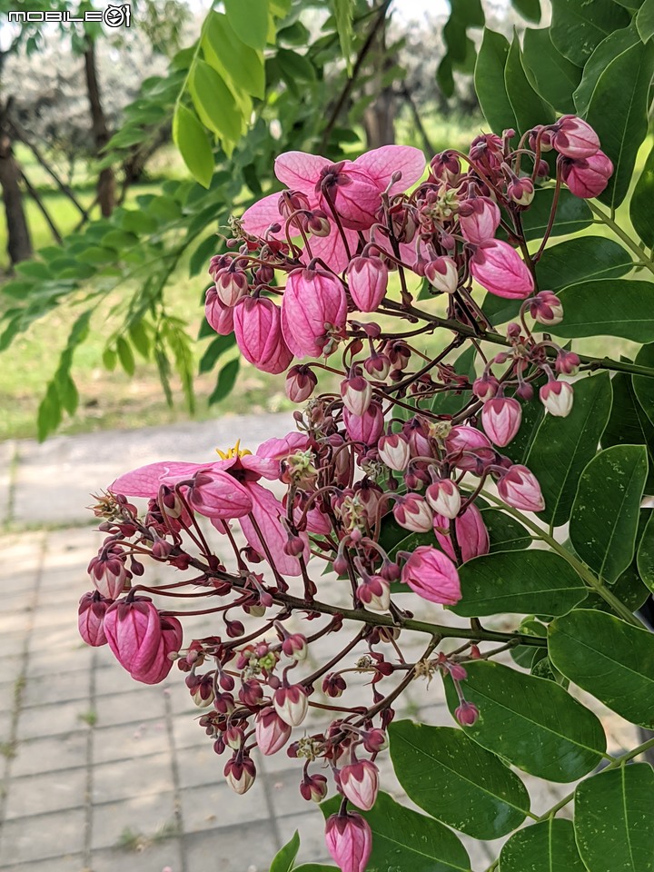 粉紅花旗木 台南市新市區新市生態休閒公園 05/21