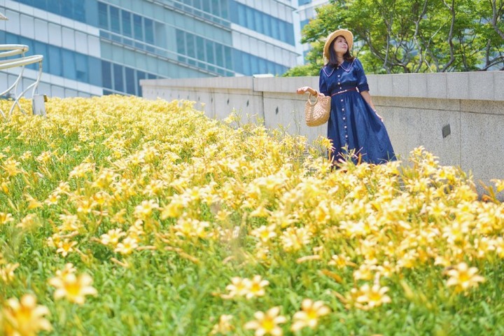 夏季限定黃金花海悄綻放！台中全新金針花秘境隨手拍都浪漫