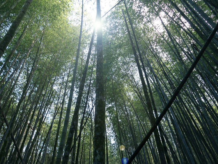 點我看大圖 【水社大山】日月潭最高峰 | 一座挑戰腿力的好山 | 硬到被小百岳除名