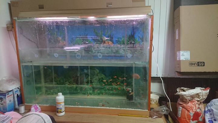 問 60公分的銀帶會不會撞破魚缸?