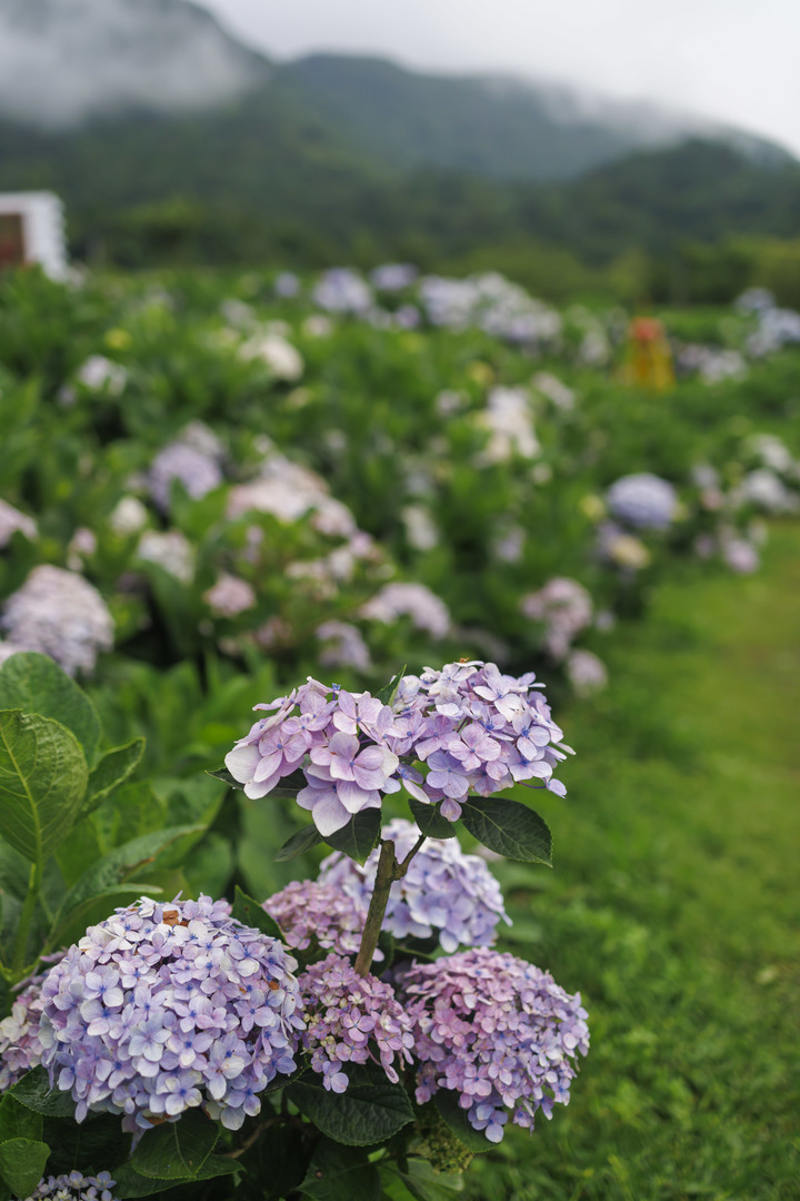迎春圃花園繡球花 RP