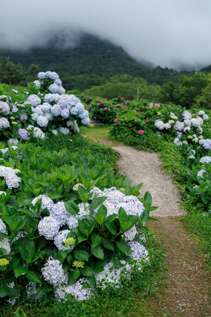 迎春圃花園繡球花 RP
