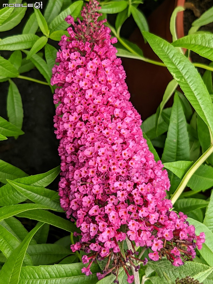大葉醉魚草+百子蓮+水晶百合+棉花糖茶樹+蘿貝利亞 台南市歸仁區七甲花卉區 06/03