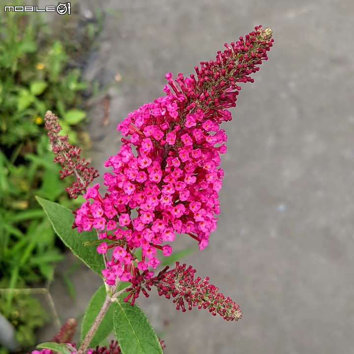 大葉醉魚草+百子蓮+水晶百合+棉花糖茶樹+蘿貝利亞 台南市歸仁區七甲花卉區 06/03