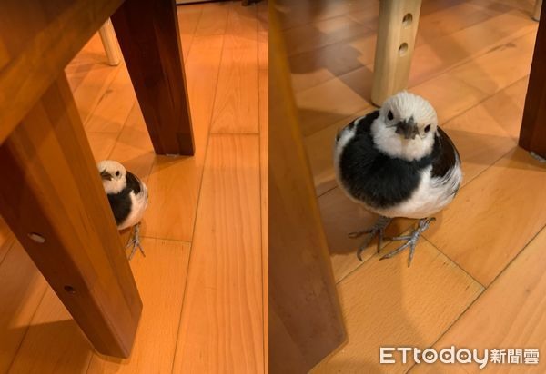 哥哥下周期末考!鳥寶狂刷存在感「擋住課本甩頭」:快來跟我玩~