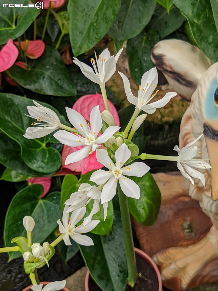大葉醉魚草+百子蓮+水晶百合+棉花糖茶樹+蘿貝利亞 台南市歸仁區七甲花卉區 06/03