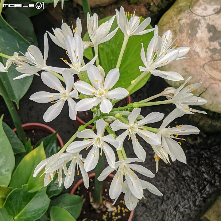 大葉醉魚草+百子蓮+水晶百合+棉花糖茶樹+蘿貝利亞 台南市歸仁區七甲花卉區 06/03