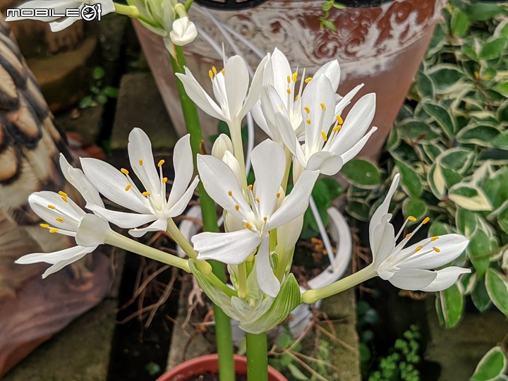 大葉醉魚草+百子蓮+水晶百合+棉花糖茶樹+蘿貝利亞 台南市歸仁區七甲花卉區 06/03