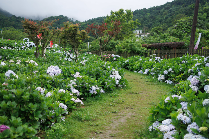 迎春圃花園繡球花 RP