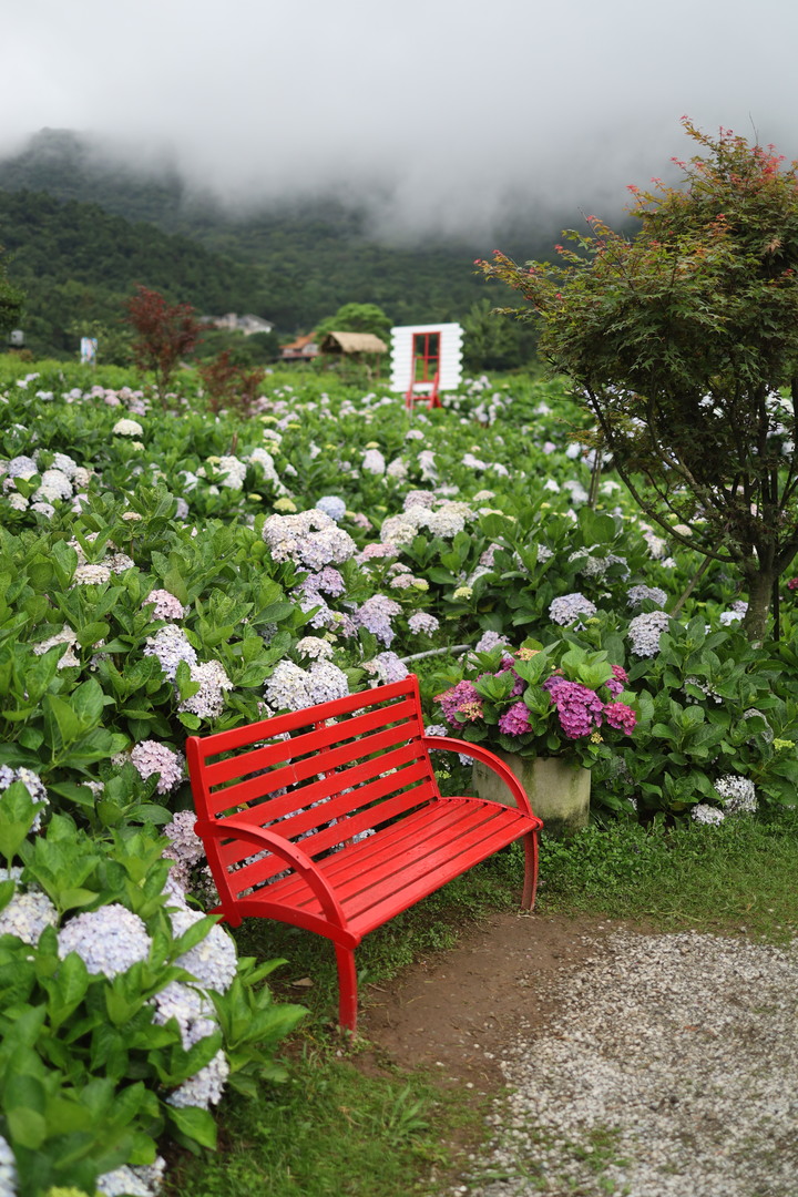 迎春圃花園繡球花 RP