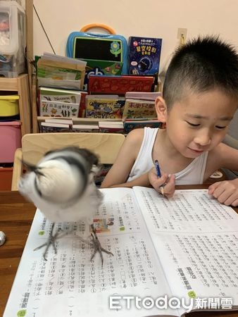 哥哥下周期末考!鳥寶狂刷存在感「擋住課本甩頭」:快來跟我玩~