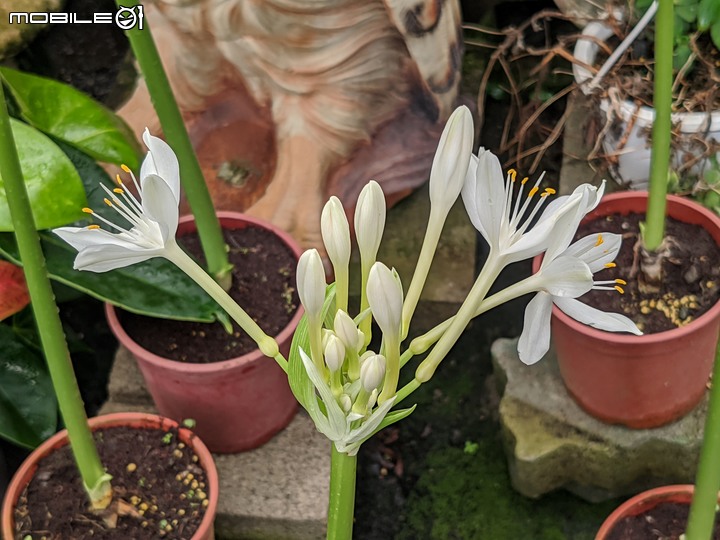 大葉醉魚草+百子蓮+水晶百合+棉花糖茶樹+蘿貝利亞 台南市歸仁區七甲花卉區 06/03