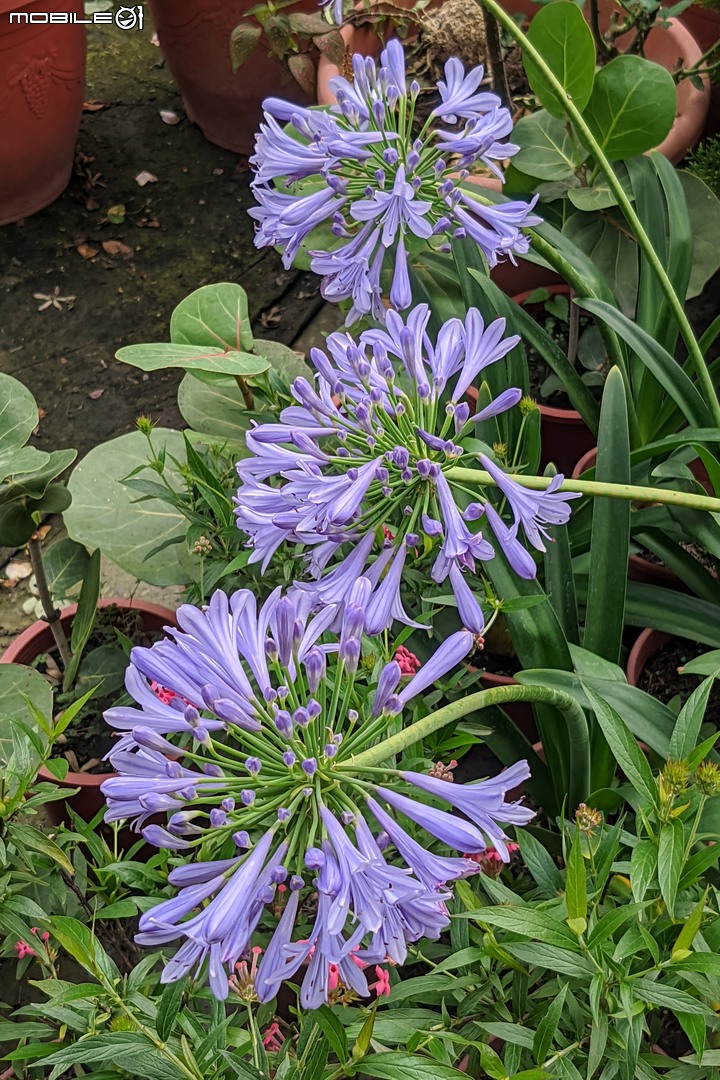 大葉醉魚草+百子蓮+水晶百合+棉花糖茶樹+蘿貝利亞 台南市歸仁區七甲花卉區 06/03