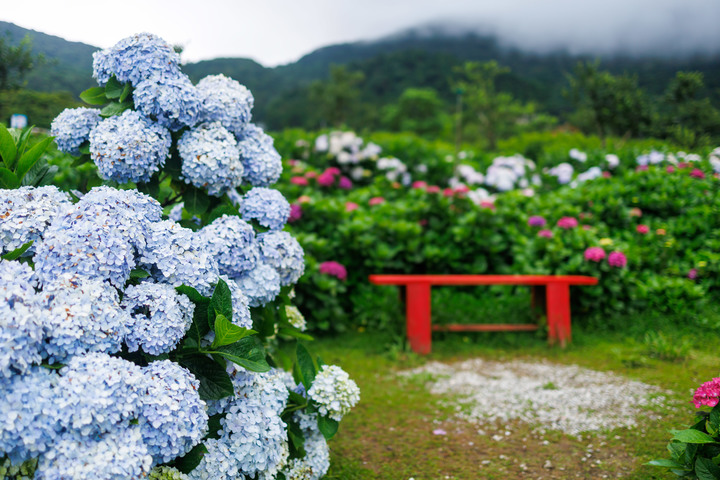 迎春圃花園繡球花 RP