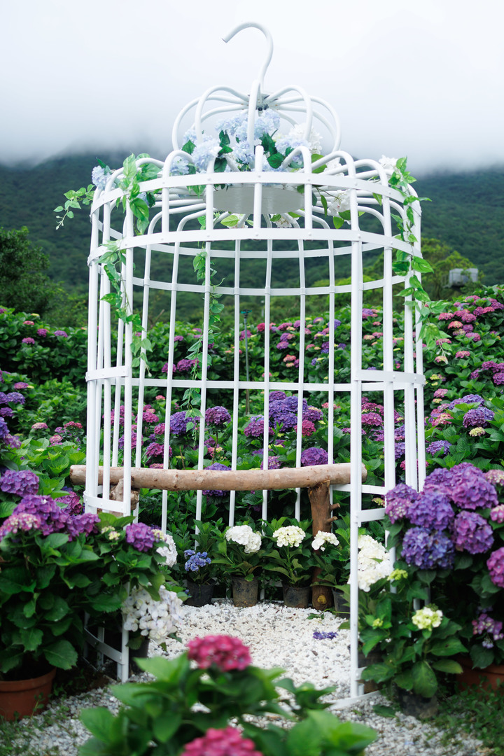 迎春圃花園繡球花 RP