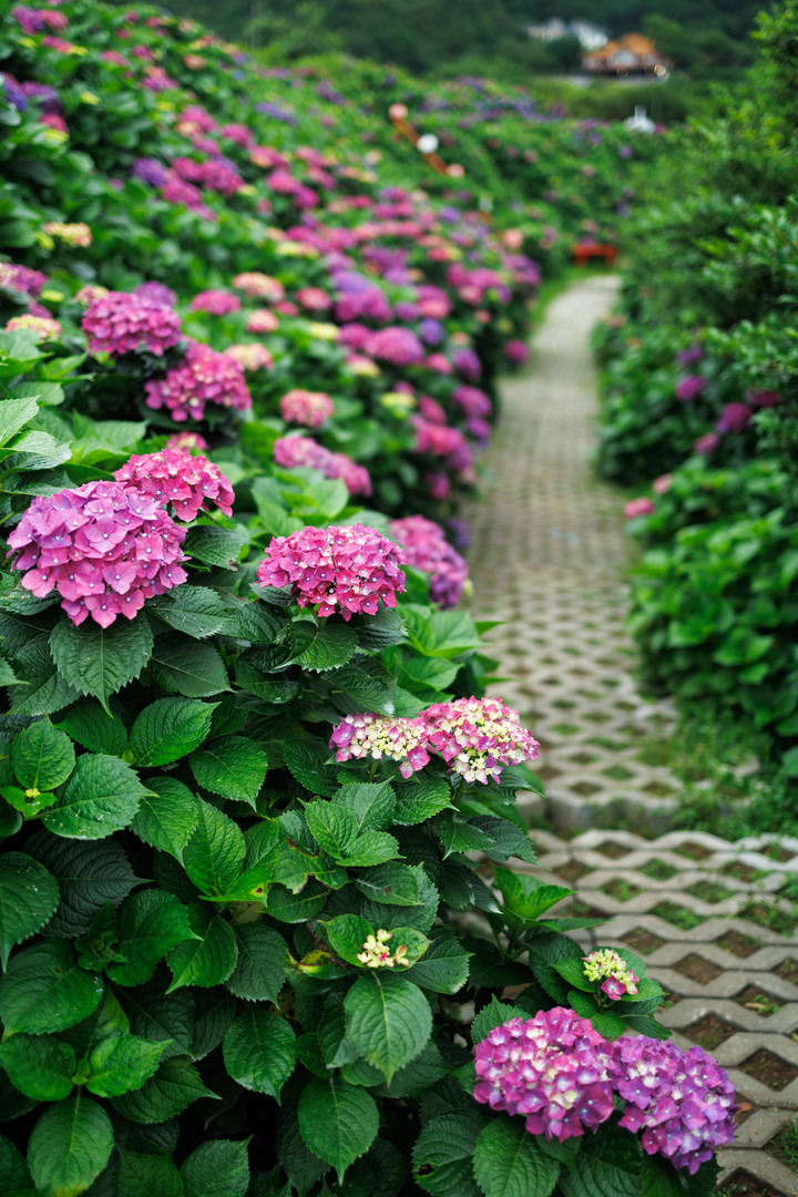 迎春圃花園繡球花 RP