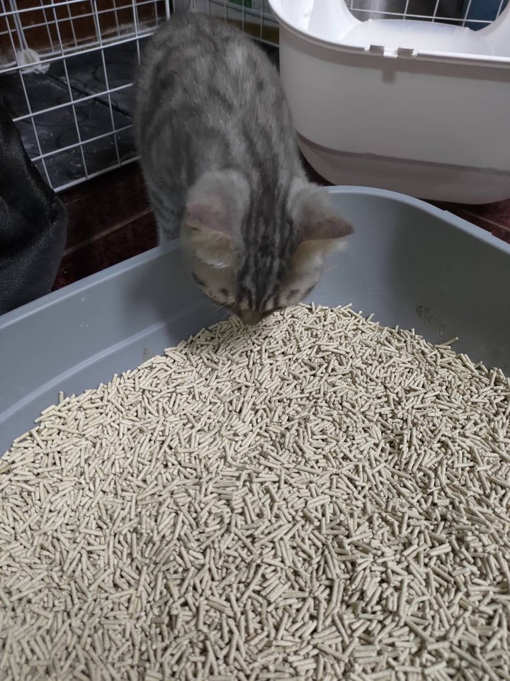 花生砂禮盒開箱 外盒可以變成貓抓板貓屋